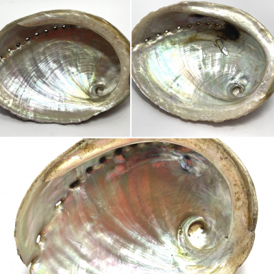 ABALONE CORRUGATA