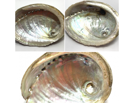 ABALONE CORRUGATA