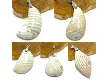 JASPE ZEBRE DE MADAGASCAR