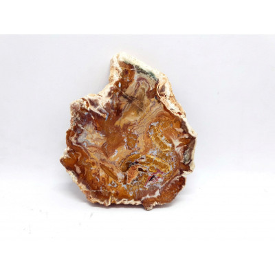 TRANCHE DE BOIS FOSSILISE