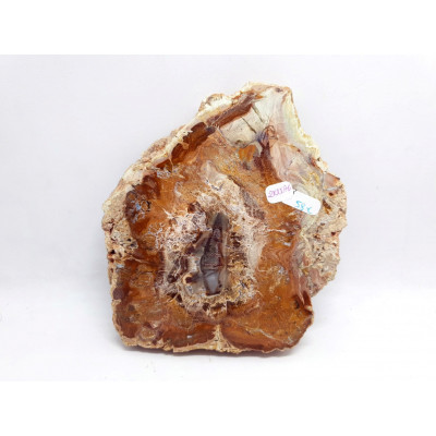 TRANCHE DE BOIS FOSSILISE