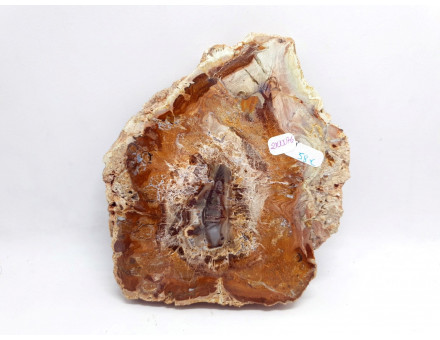 TRANCHE DE BOIS FOSSILISE