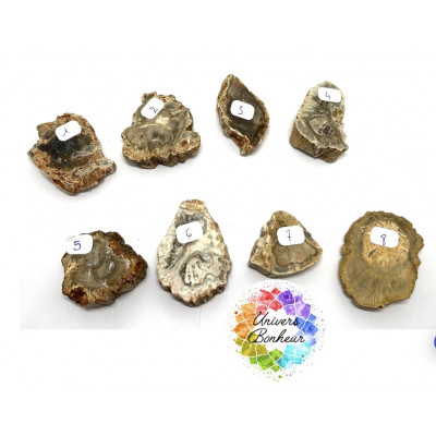 TRANCHE DE BOIS FOSSILISE