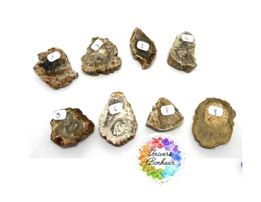 TRANCHE DE BOIS FOSSILISE