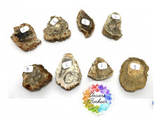 TRANCHE DE BOIS FOSSILISE