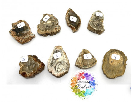 TRANCHE DE BOIS FOSSILISE