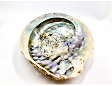 ABALONE CORRUGATA
