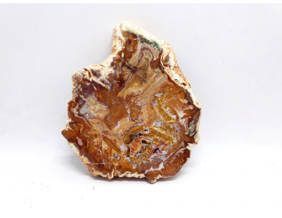 TRANCHE DE BOIS FOSSILISE