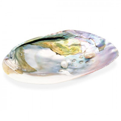 COQUILLAGE AVEC PERLE