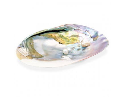 COQUILLAGE AVEC PERLE