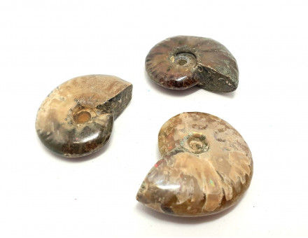 AMONITE